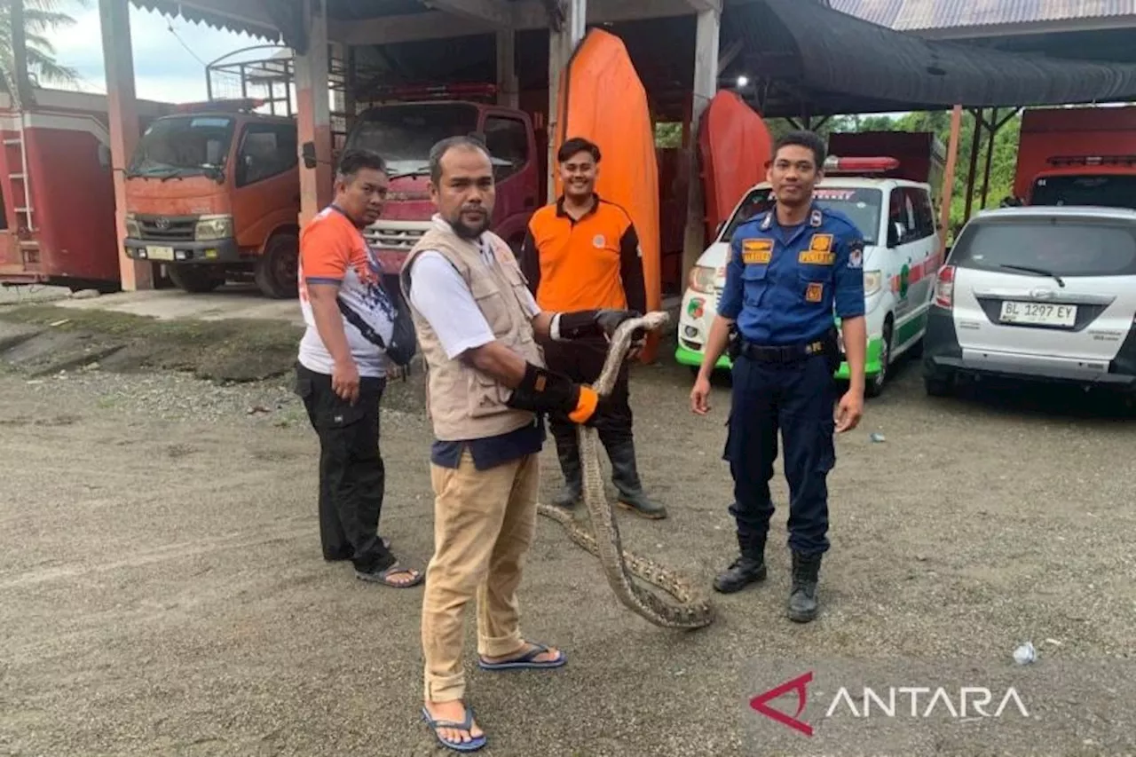 BPDB Tangkap Ular Piton yang Masuk Rumah Pejabat Aceh Barat