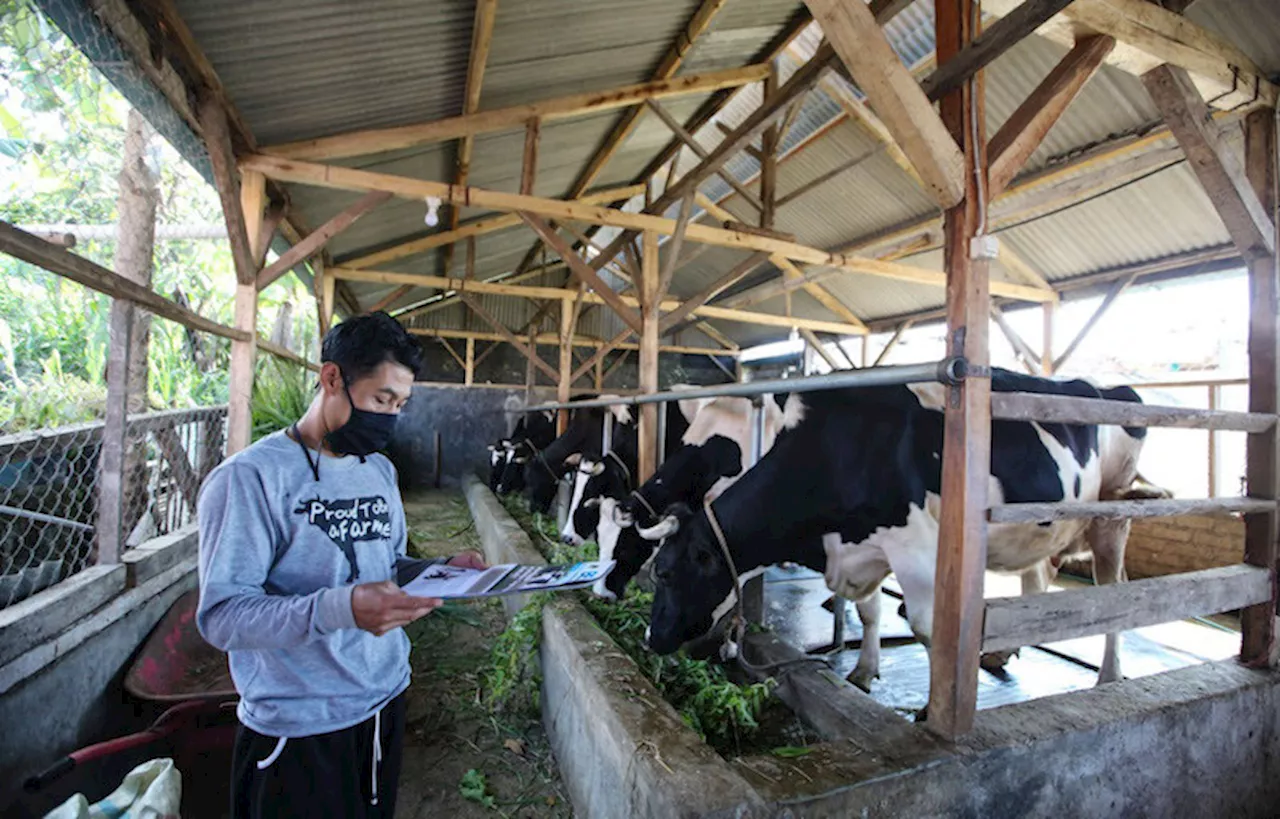 Indonesia Impor Susu Besar-Besaran termasuk dari Malasyia, Peternak Protes