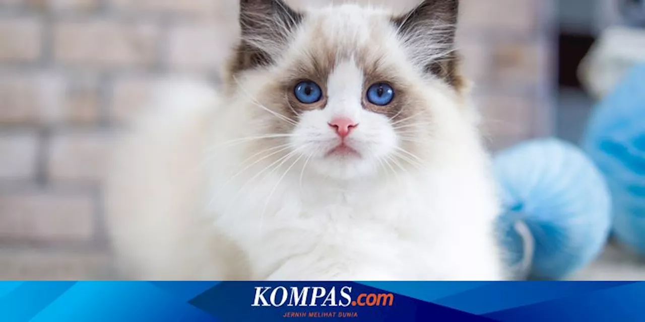 9 Ras Kucing yang Ramah dan Aman untuk Anak-anak