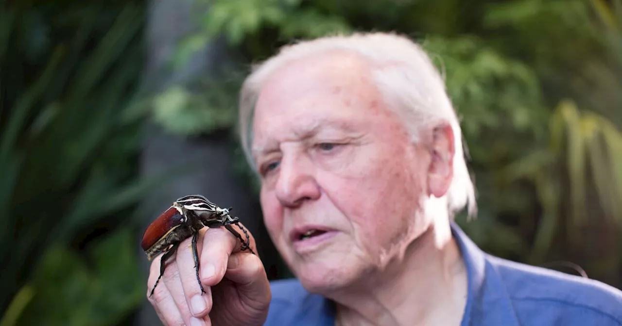 NATURE: Attenborough's Life Journey