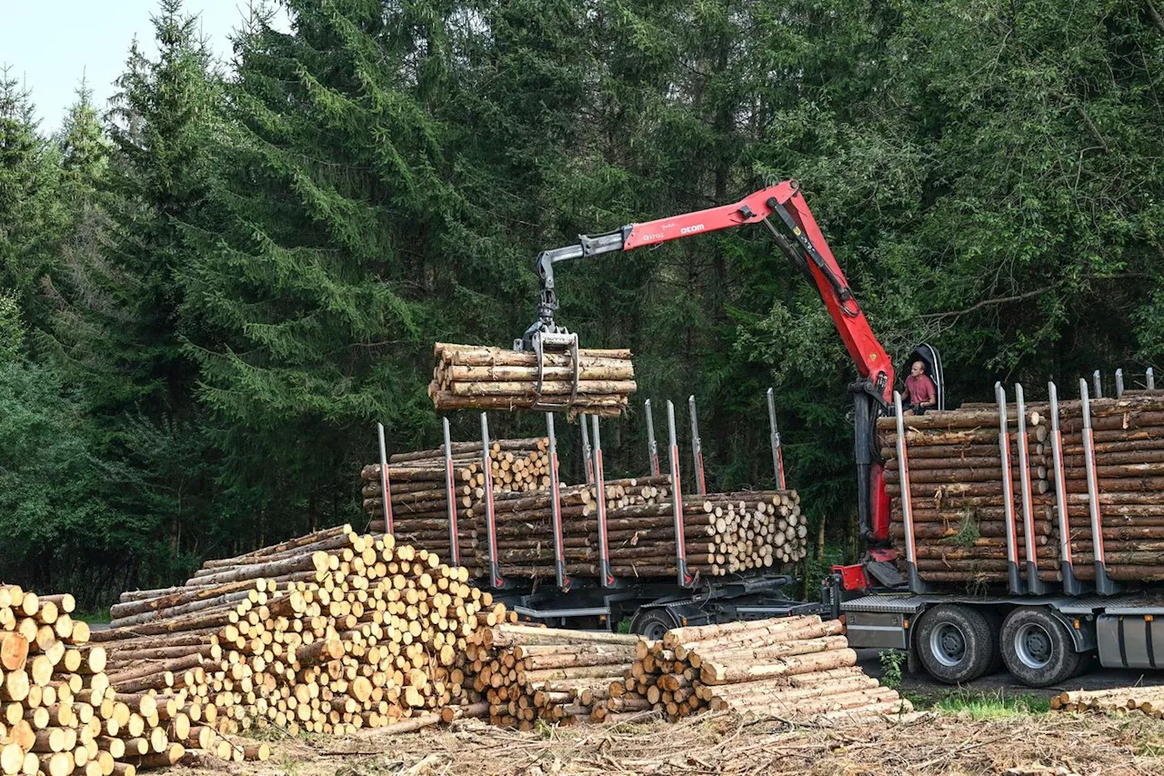 Déforestation : les pays membres de l’UE opposés à l’assouplissement de la loi