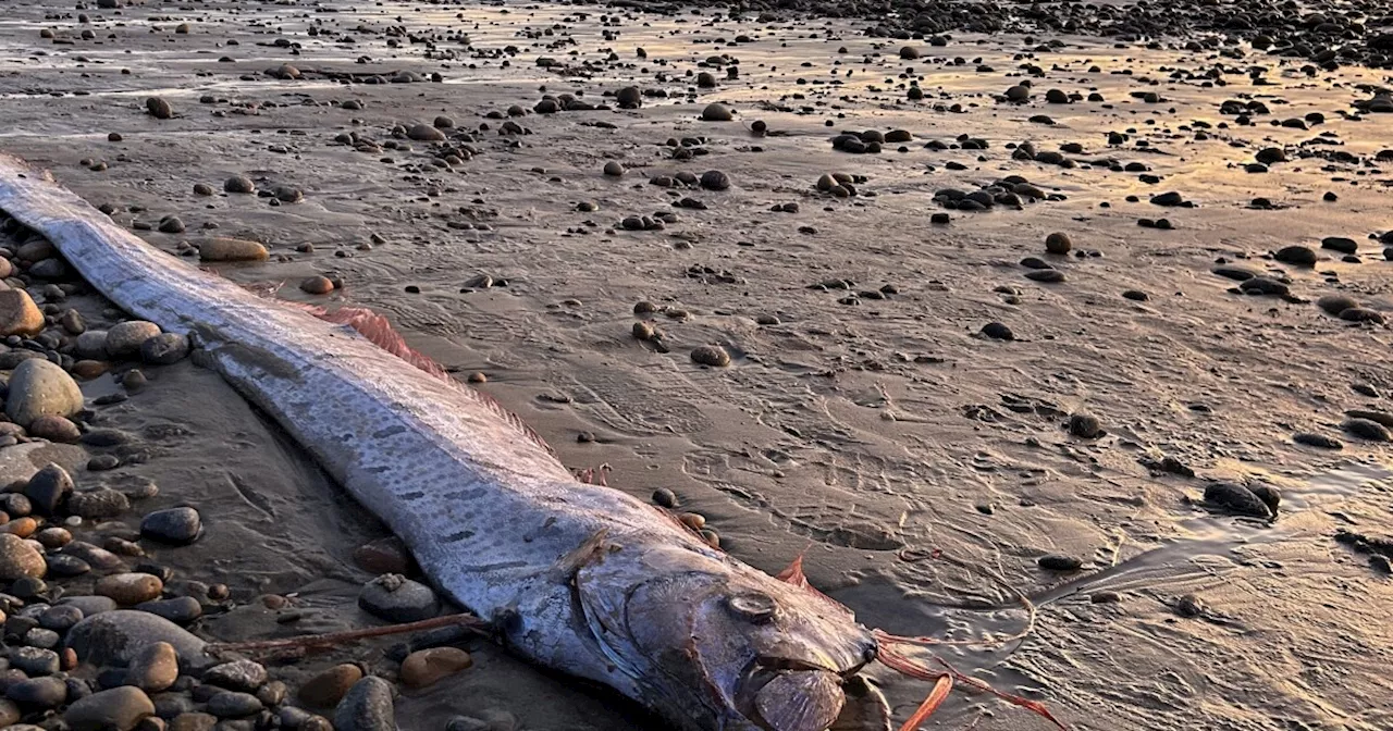 Oarfish keep washing ashore in California. Folklore suggests that could be a bad omen