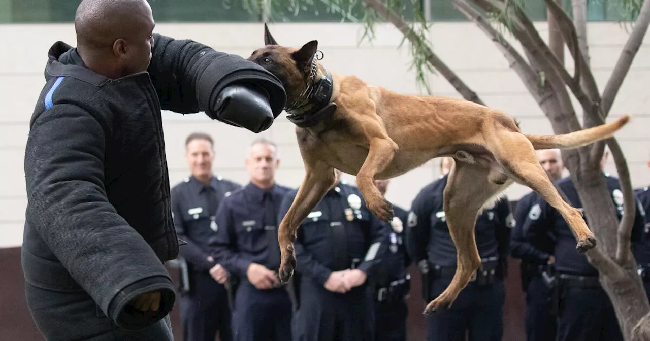 Shoplifter injured by police dog gets nearly $1-million settlement from Northern California city