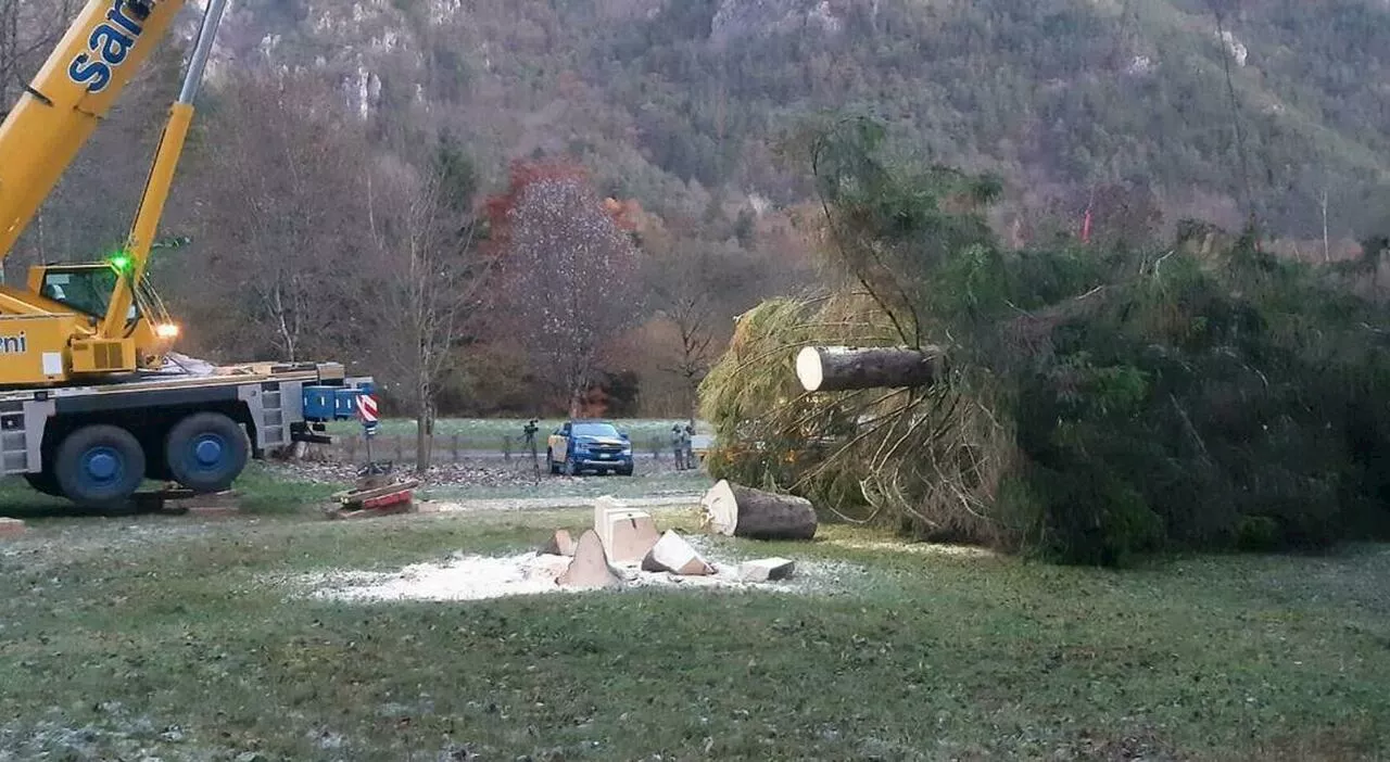 Albero di Natale del Papa in viaggio verso San Pietro: tagliato nonostante le proteste. Sarà inaugurato il 7 d