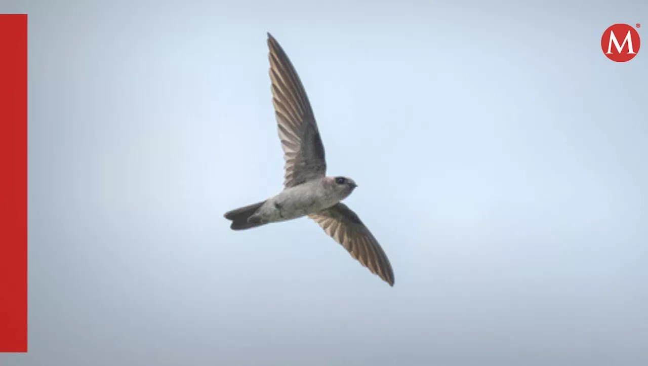 Por qué ‘beber’ nidos de pájaro podría ayudar a combatir la hipertensión