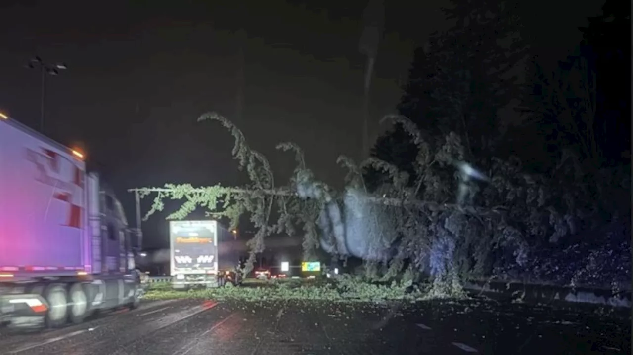 At least 1 killed as falling trees cause multiple issues in Western Washington