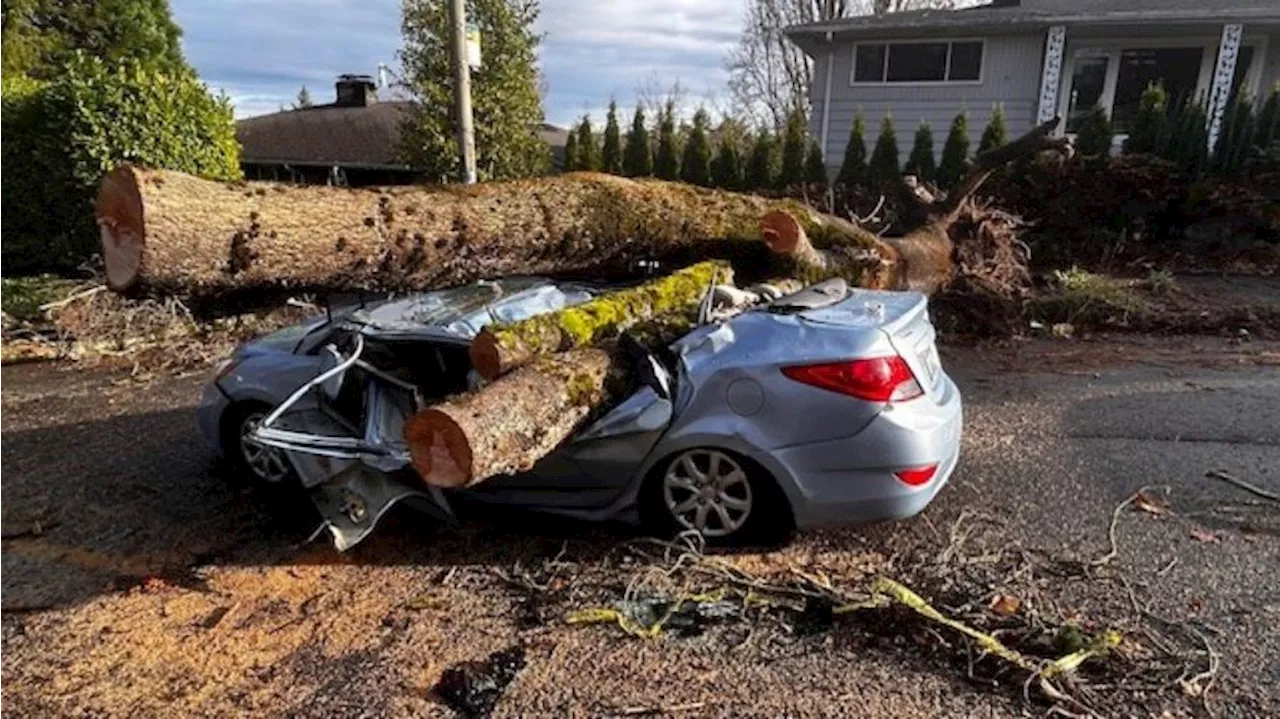 ‘Trees were falling like toothpicks’: Washington residents recoup after storm