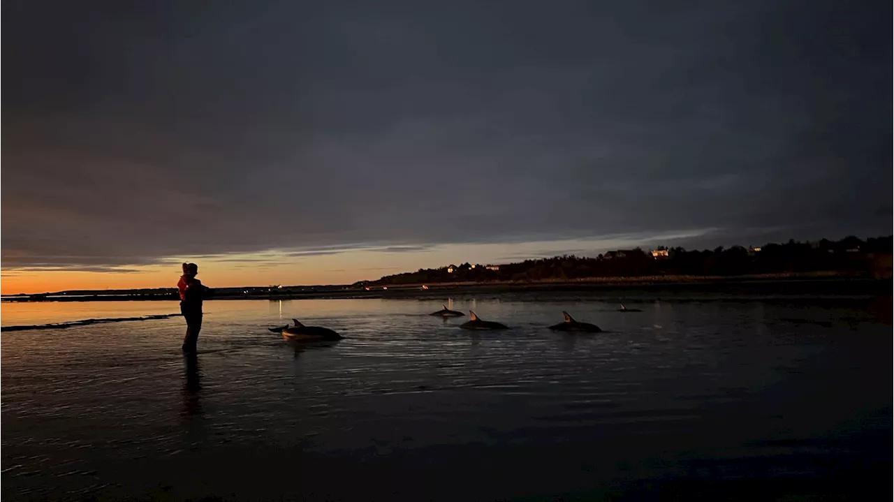 Latest dolphin strandings highlight ‘historic highs' this year on Cape Cod