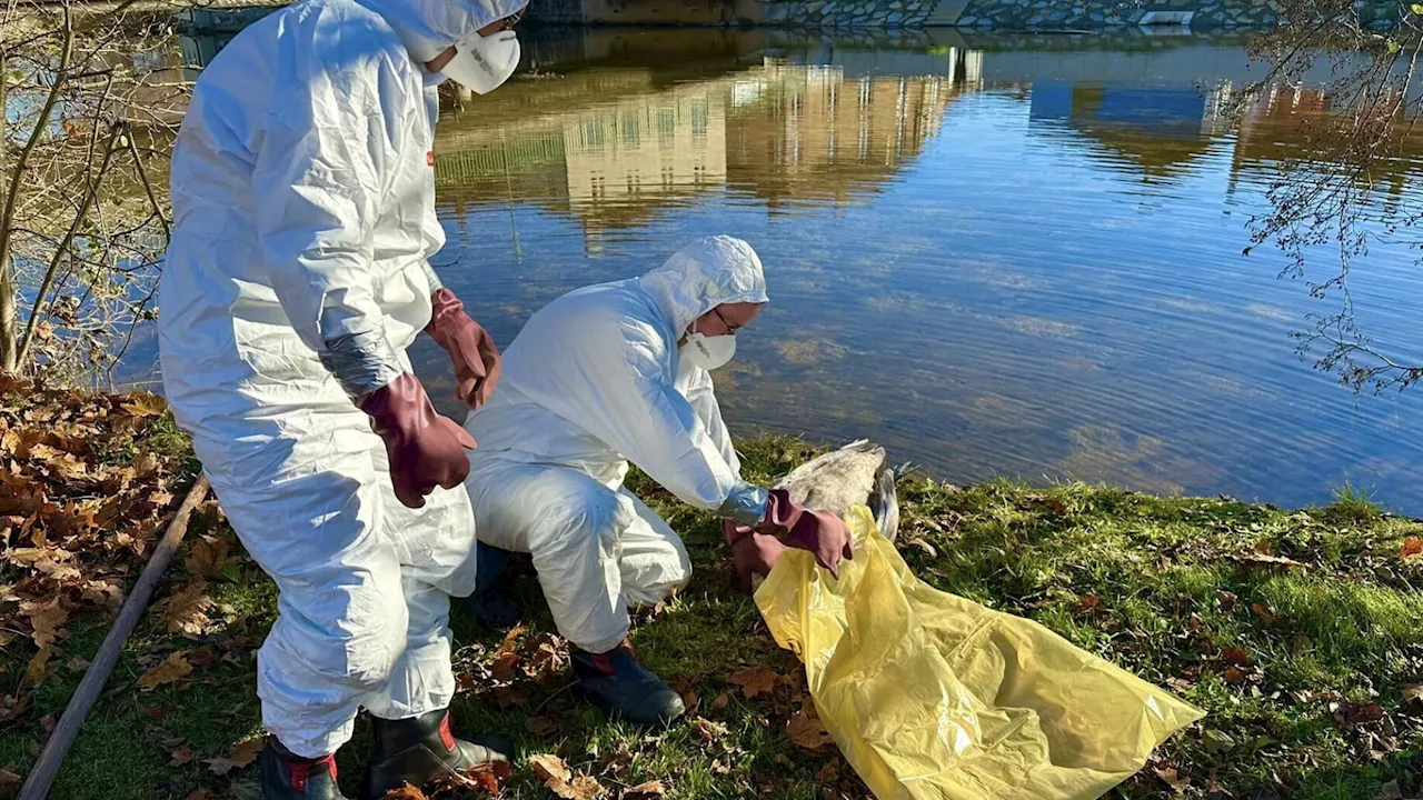 Zwei Vogelgrippe-Verdachtsfälle im Bezirk Gmünd