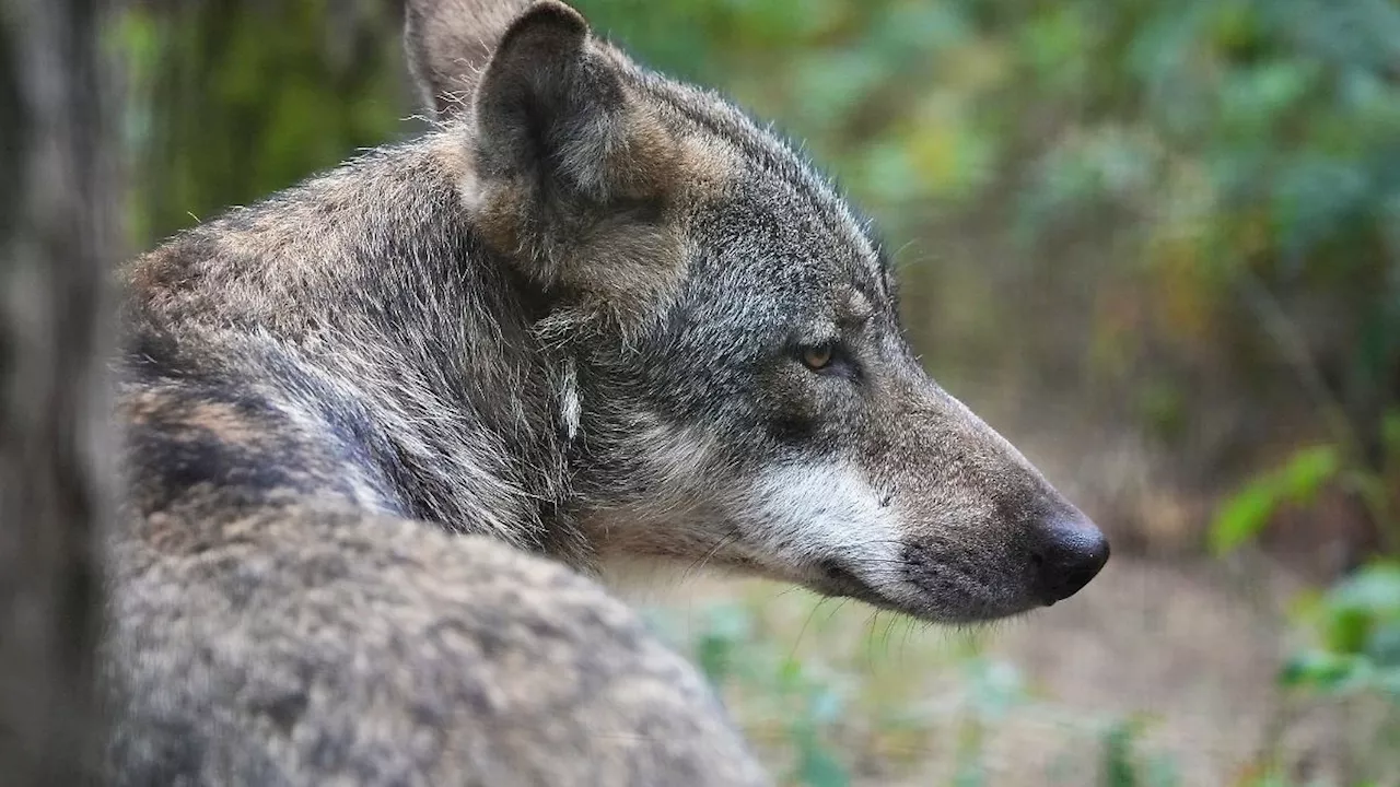 Berlin & Brandenburg: Wolf getötet? Empörte Tierschützer setzen Belohnungen aus