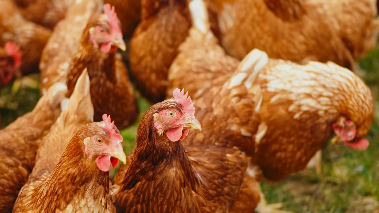 Pluimvee moet weer verplicht op stok na nieuwe uitbraak vogelgriep