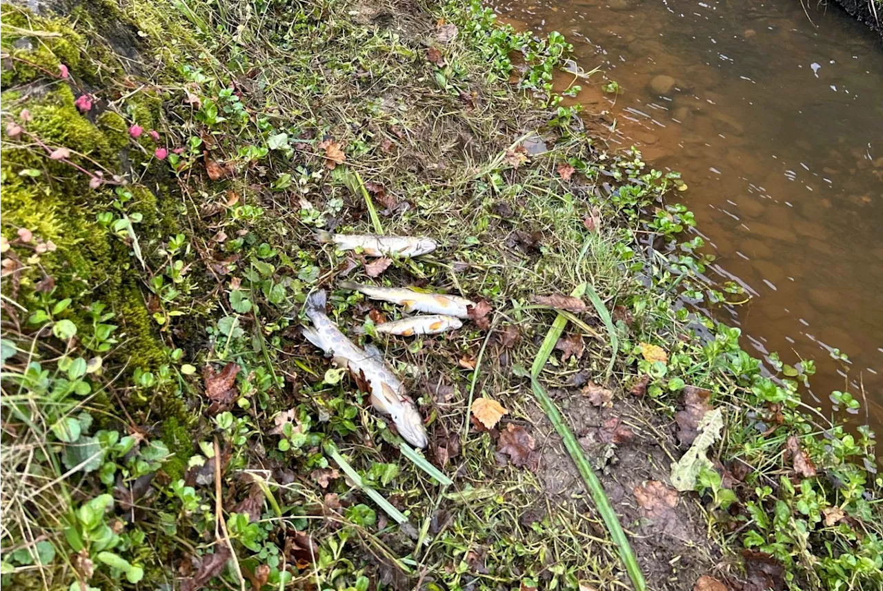 Einsiedeln SZ: Verschmutzung durch Gülle führt zu Fischsterben in Bach