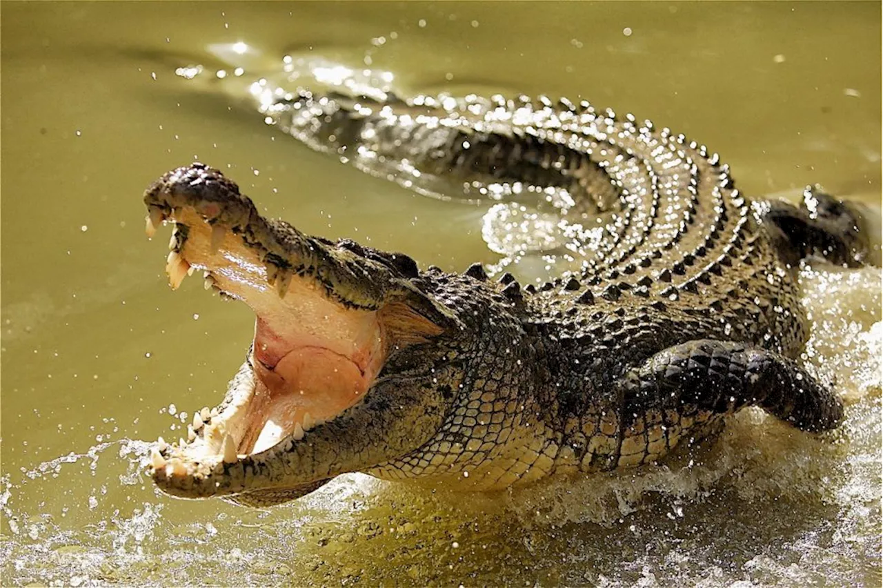 Philanthropist donates 25-year-old crocodile to UNILORIN Zoo