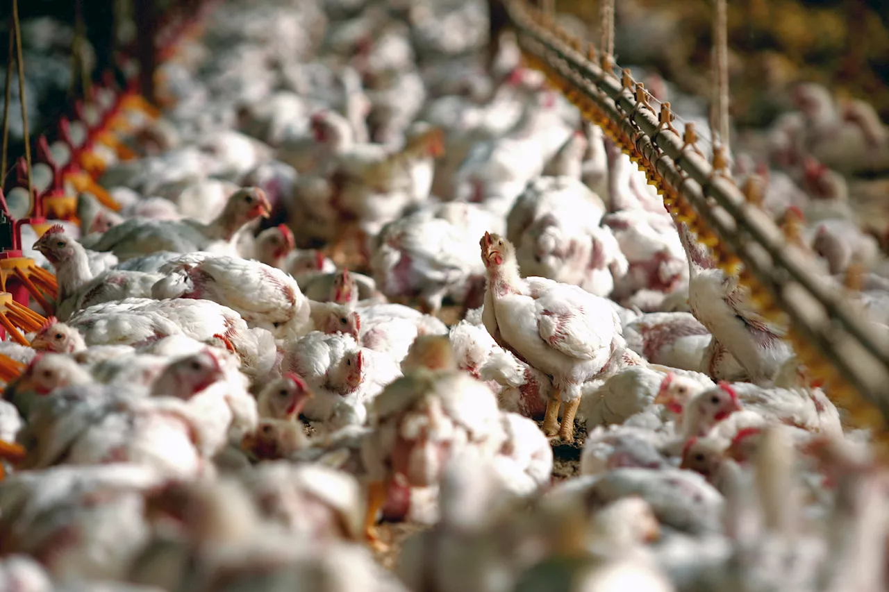 Du poulet brésilien atteint de la grippe aviaire dans nos assiettes ?