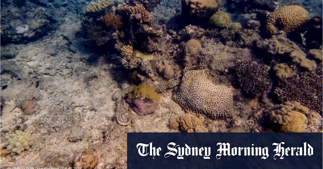 ‘Worst fears realised’: One-third of corals dead on section of Barrier Reef