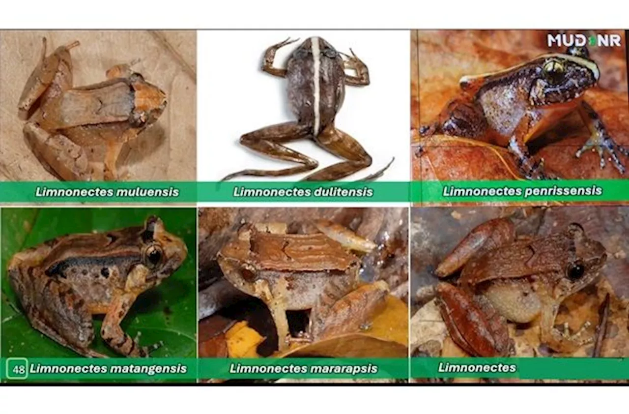 26 new frog species found in Sarawak this year