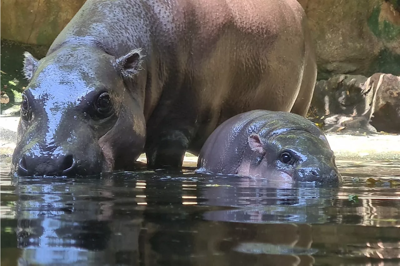 Moo Deng: More than just an internet celebrity, she’s also a face for conservation