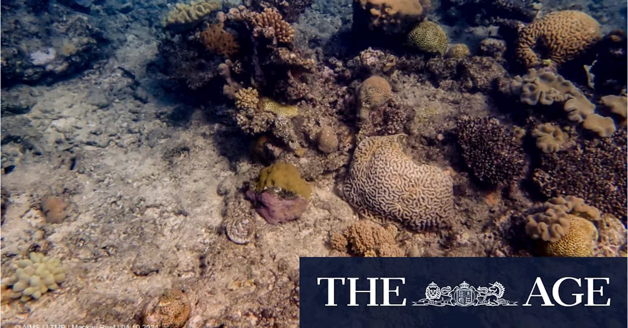 ‘Worst fears realised’: One-third of corals dead on section of Barrier Reef