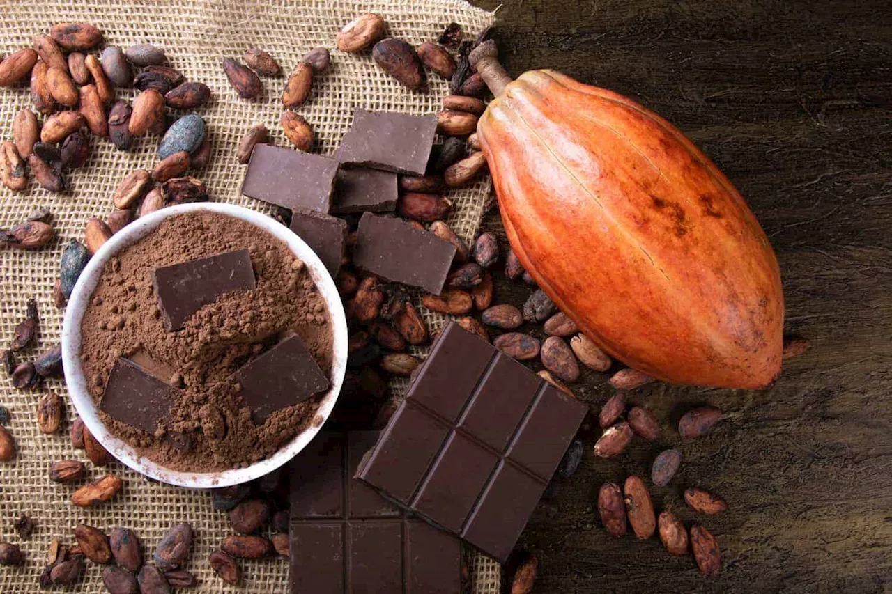 European Union postpones its cocoa regulation for next year