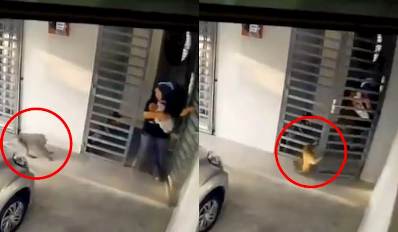 [Video] Wanita Sempat Lari Tutup Pagar Pintu Sambil Dukung Bayi Sebelum Diserang Monyet Liar