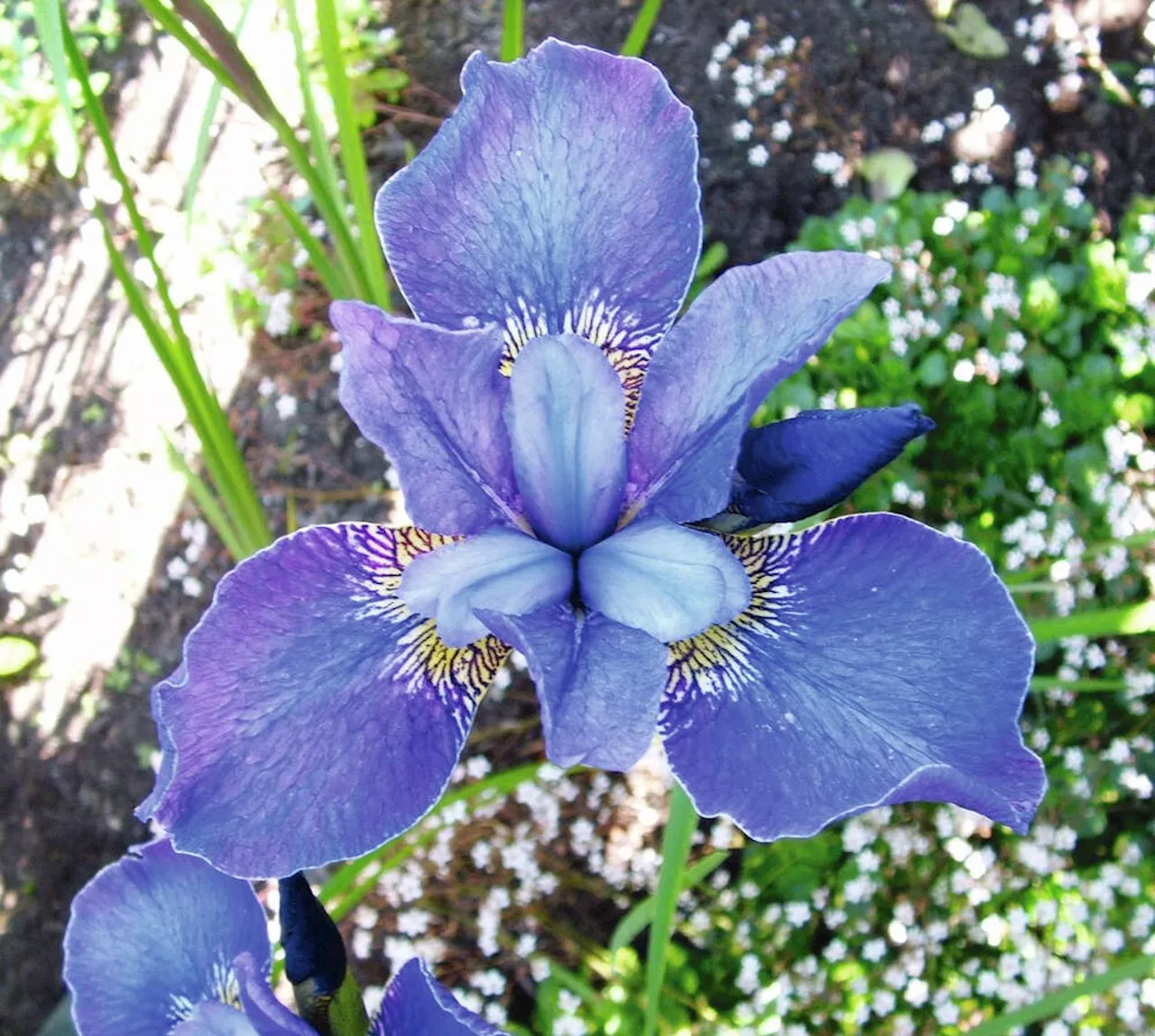 Helen Chesnut's Garden Notes: Late summer best time to divide iris clumps