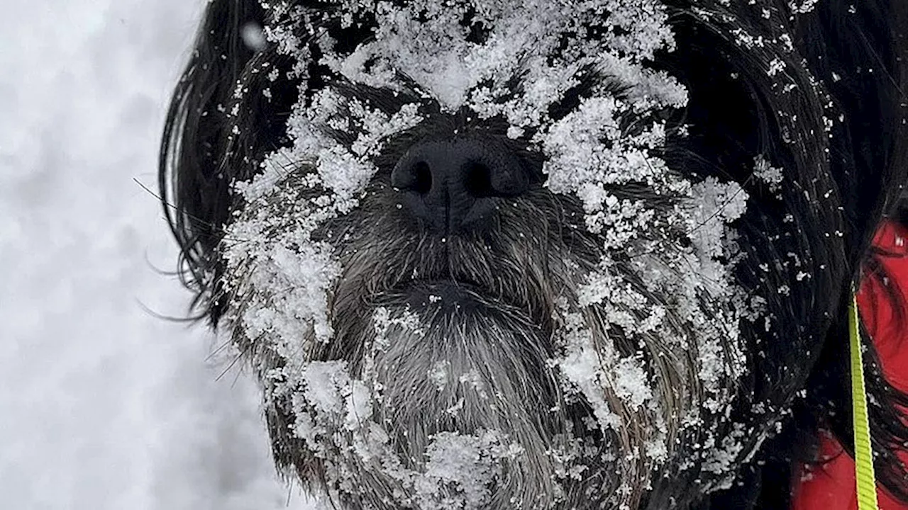 Så blev det vinter: Vis os dine billeder og video i det hvide