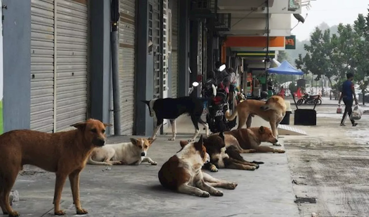 DUN Selangor: Kita dituduh tidak ‘berperikeanjingan’