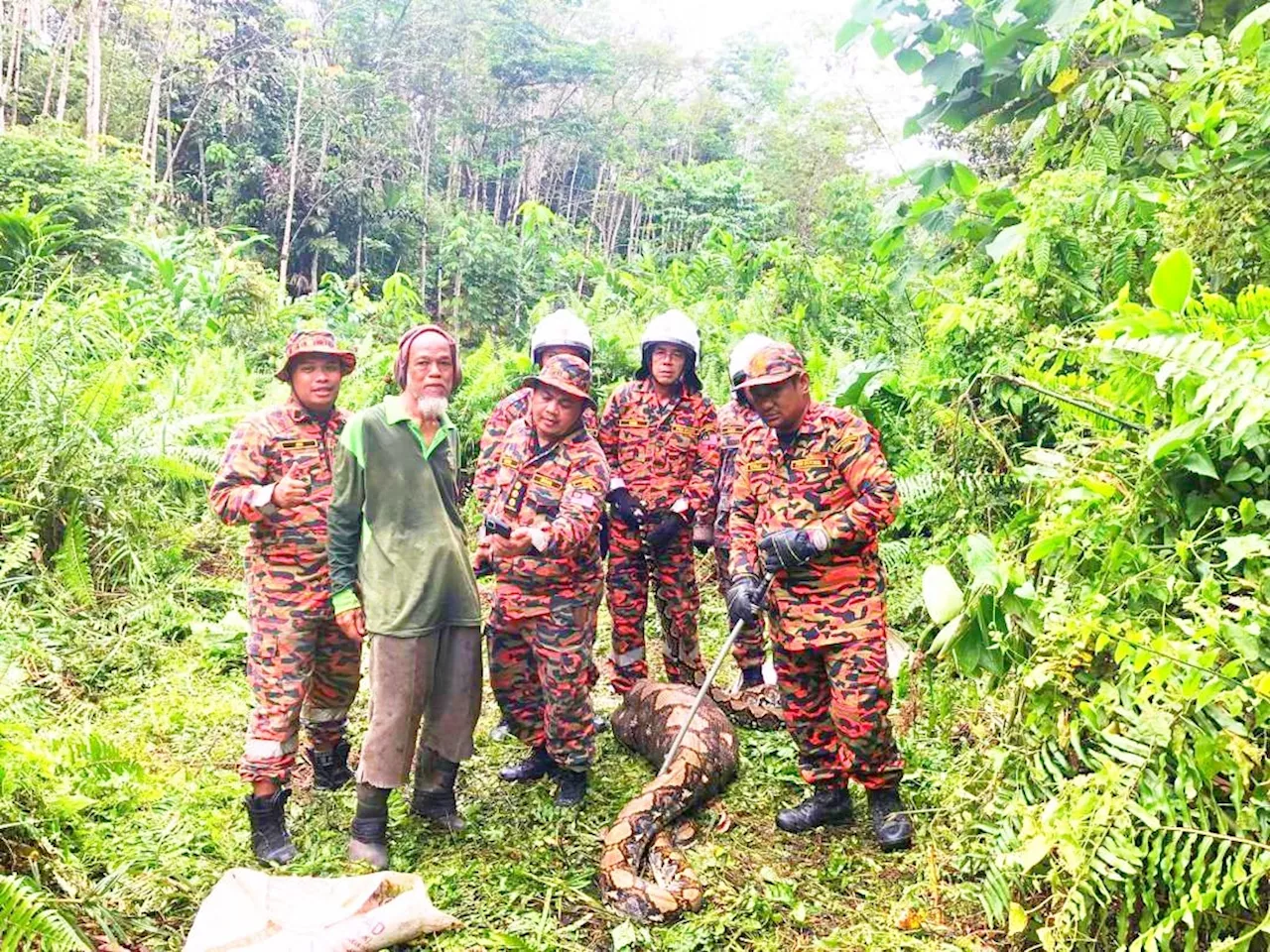 Terkejut lihat ular sawa seberat 180 kg leka baham kambing peliharaan bapa