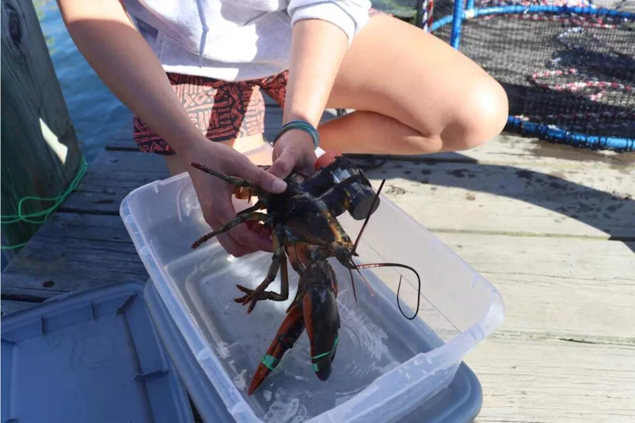 Scientists study wind farm construction noise impacts on lobsters by making big noises