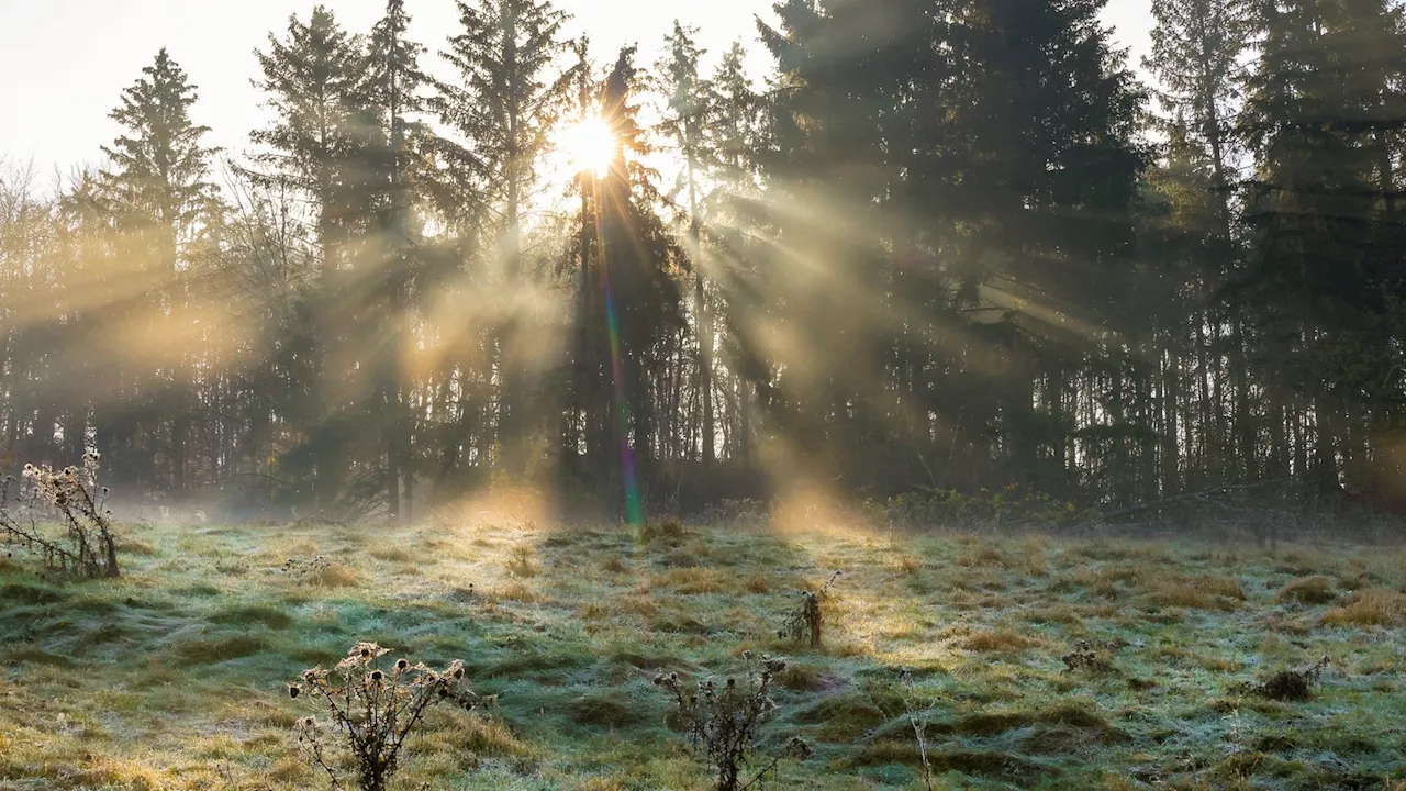 Nationalpark Reichswald: Land würde von Scheitern profitieren