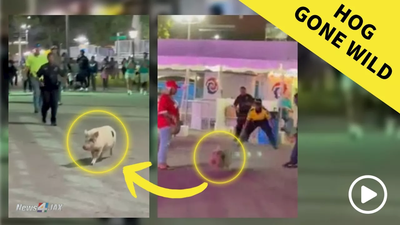 Caught on camera: Pig goes “hog wild” after escaping Robinson’s Racing Pigs at Jacksonville Fair