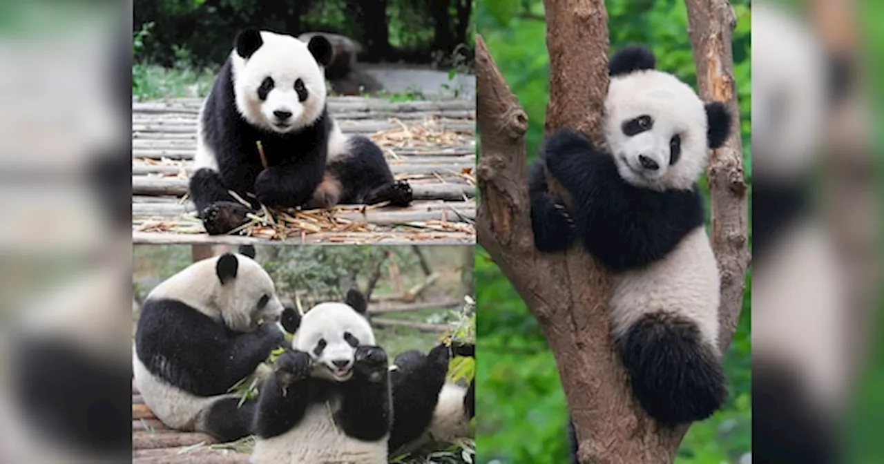 Chinese Panda: चीन में बहुत बड़ी तादाद में है पांडा, लेकिन क्यों सबसे ज्यादा यहीं पर पाया जाता है ये क्यूट एनीमल?