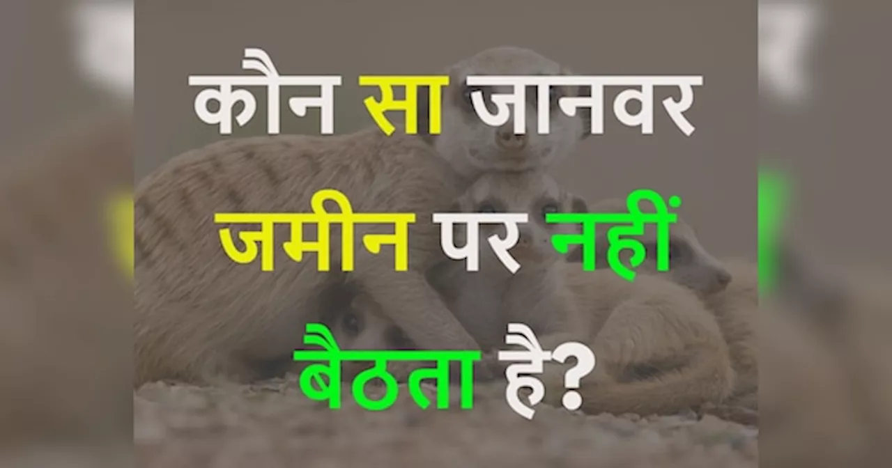 GK Quiz: कौन सा जानवर जमीन पर नहीं बैठता है?