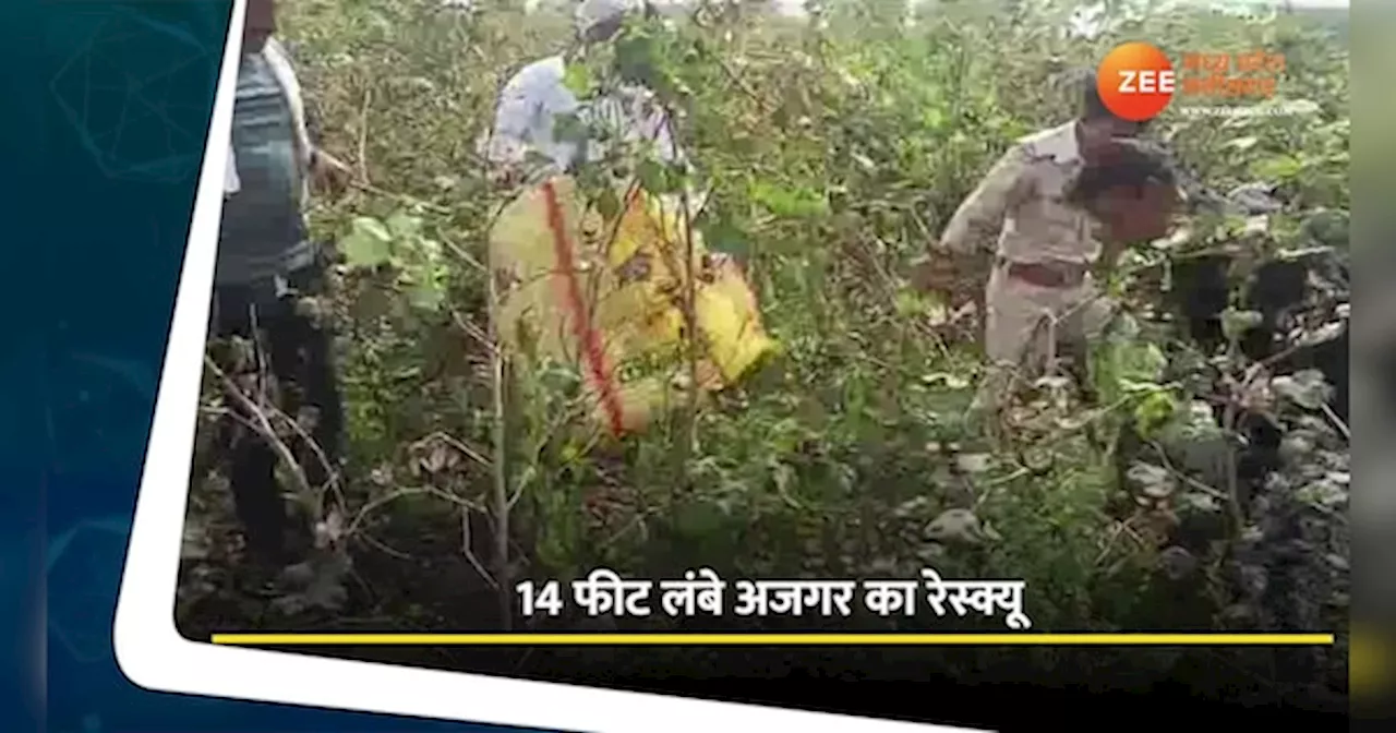 Khargone Video: 14 फीट लंबा अजगर देखकर मचा हड़कंप, वन विभाग ने ऐसे किया रेस्क्यू, देखें वीडियो