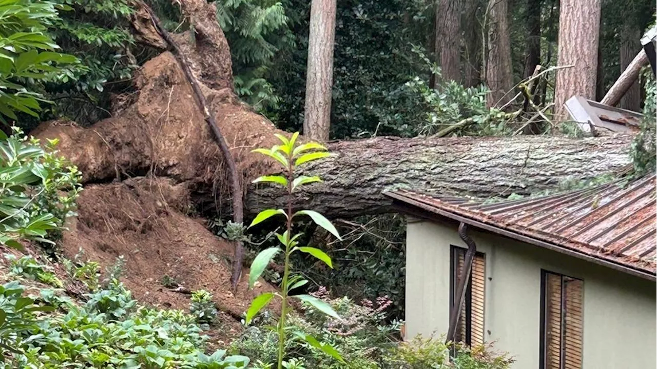 'Bomb cyclone' leaves 2 women dead as falling trees wreak havoc in Lynnwood and Bellevue