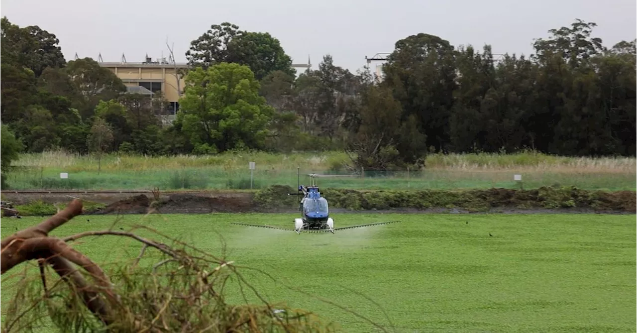 Major mosquito outbreak at Sydney water facility crushed