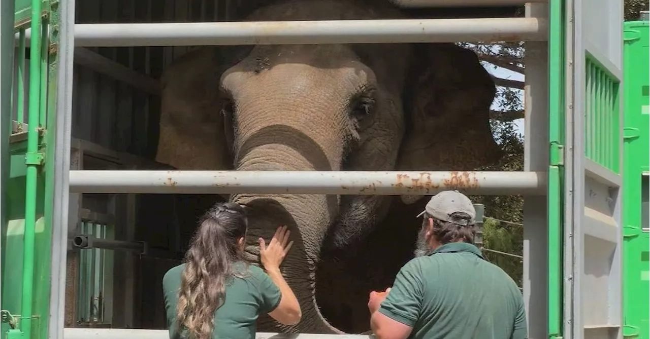 Perth preparing to farewell beloved elephants