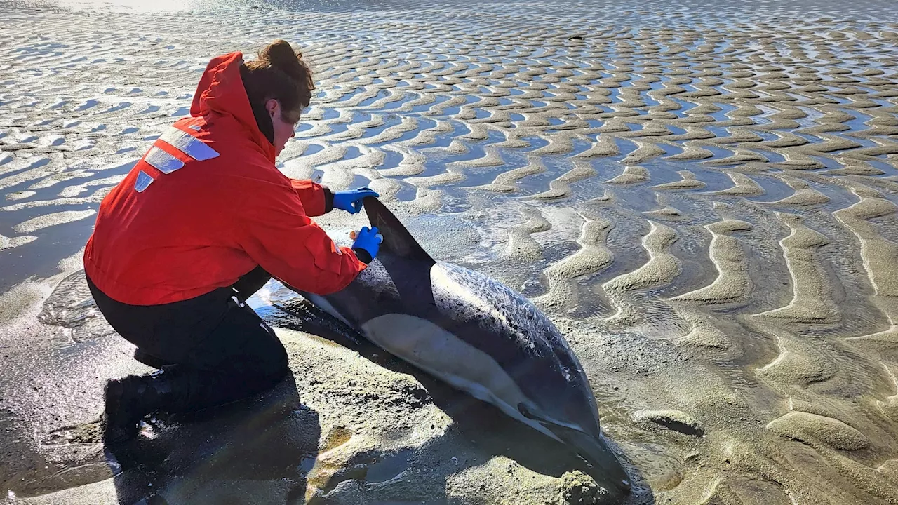 Bad year for dolphin strandings on Cape Cod has scientists looking for answers