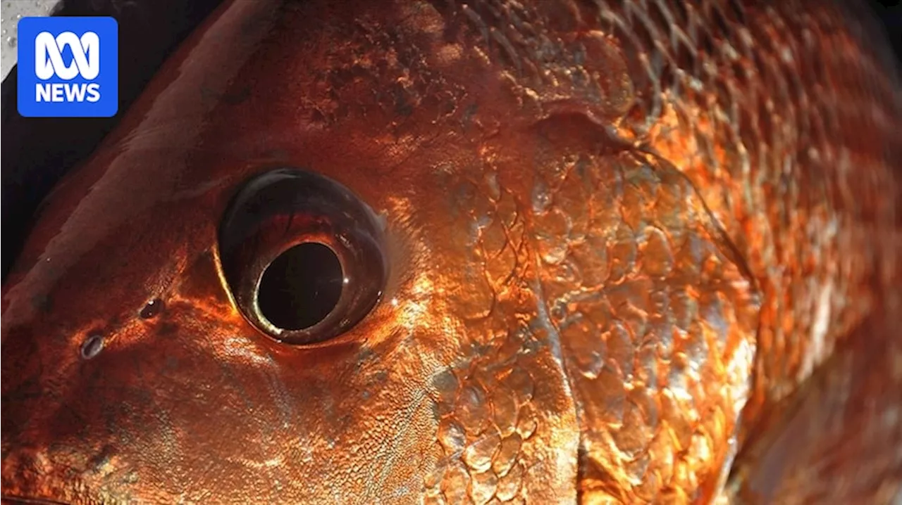 Golden snapper stocks depleted near Darwin. What can be done?