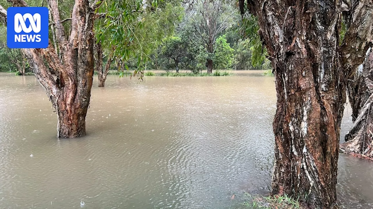 Man clinging to tree rescued from floodwaters as heavy rainfall continues across Queensland