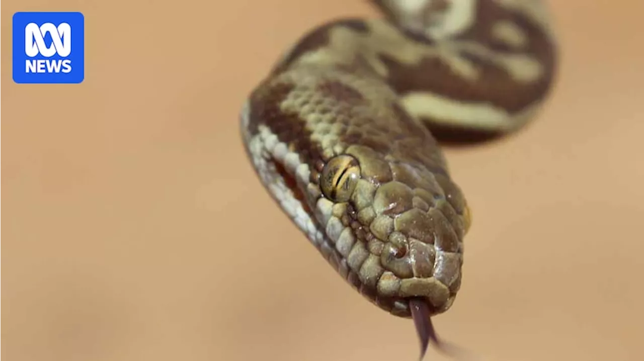 Virgin flight delayed after TV personality Andre Rerekura captures snake on the plane