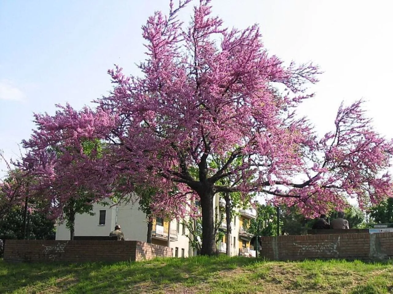 Saint-Malo : la mairie va distribuer plus de 1 000 arbres, samedi 23 novembre