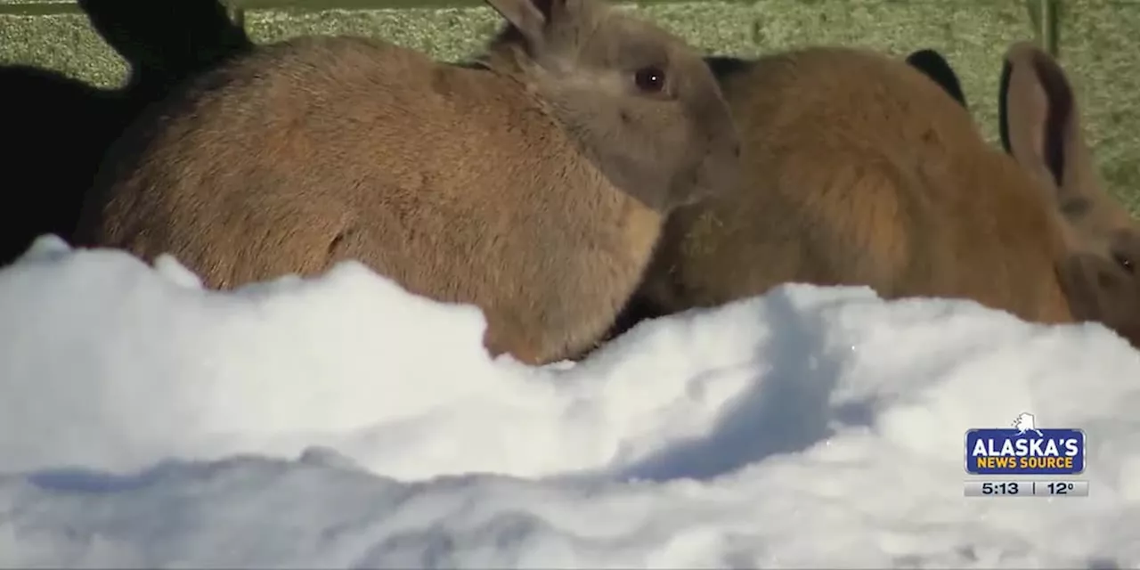 An Anchorage Elementary principal says her school is being overrun by feral rabbits