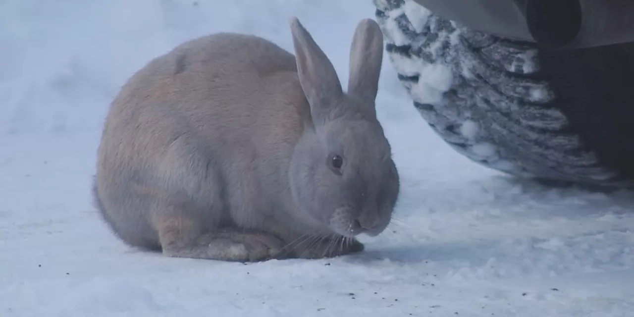 Too many bunnies! An Anchorage elementary principal says her school is being overrun by feral rabbits