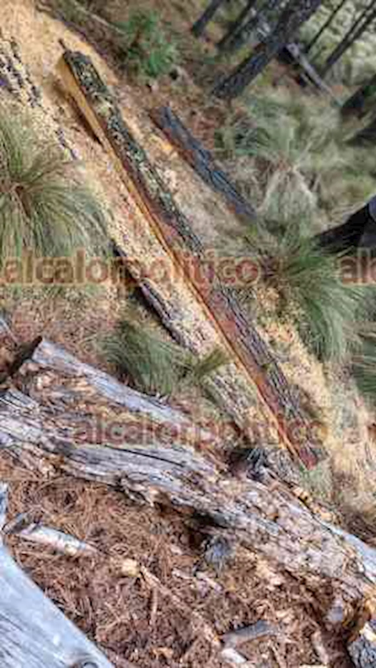 Tala de árboles deja deterioro ambiental en cinco municipios de las Altas Montañas