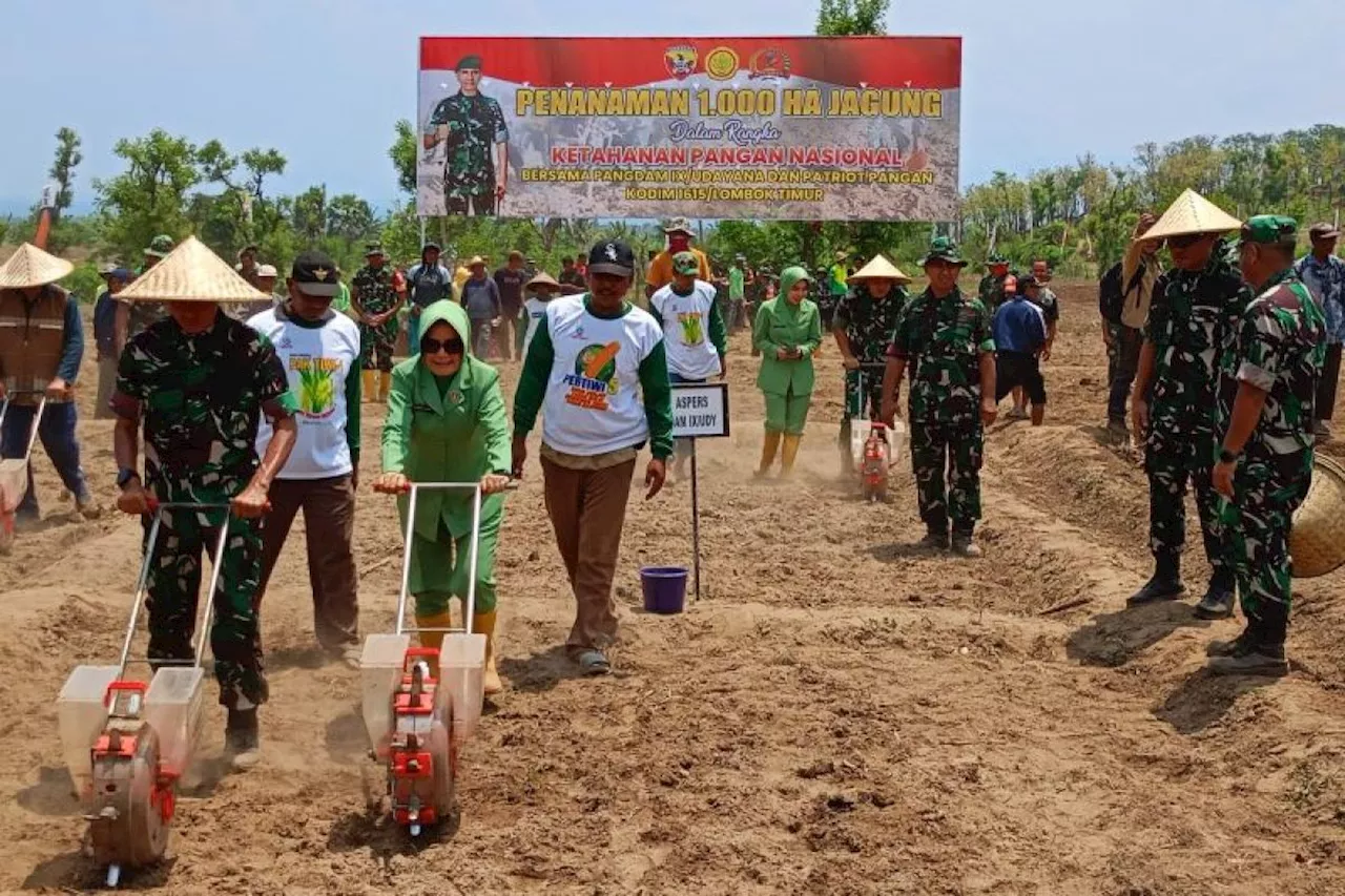 Pangdam Udayana tanam jagung di Lombok Timur wujudkan ketahanan pangan