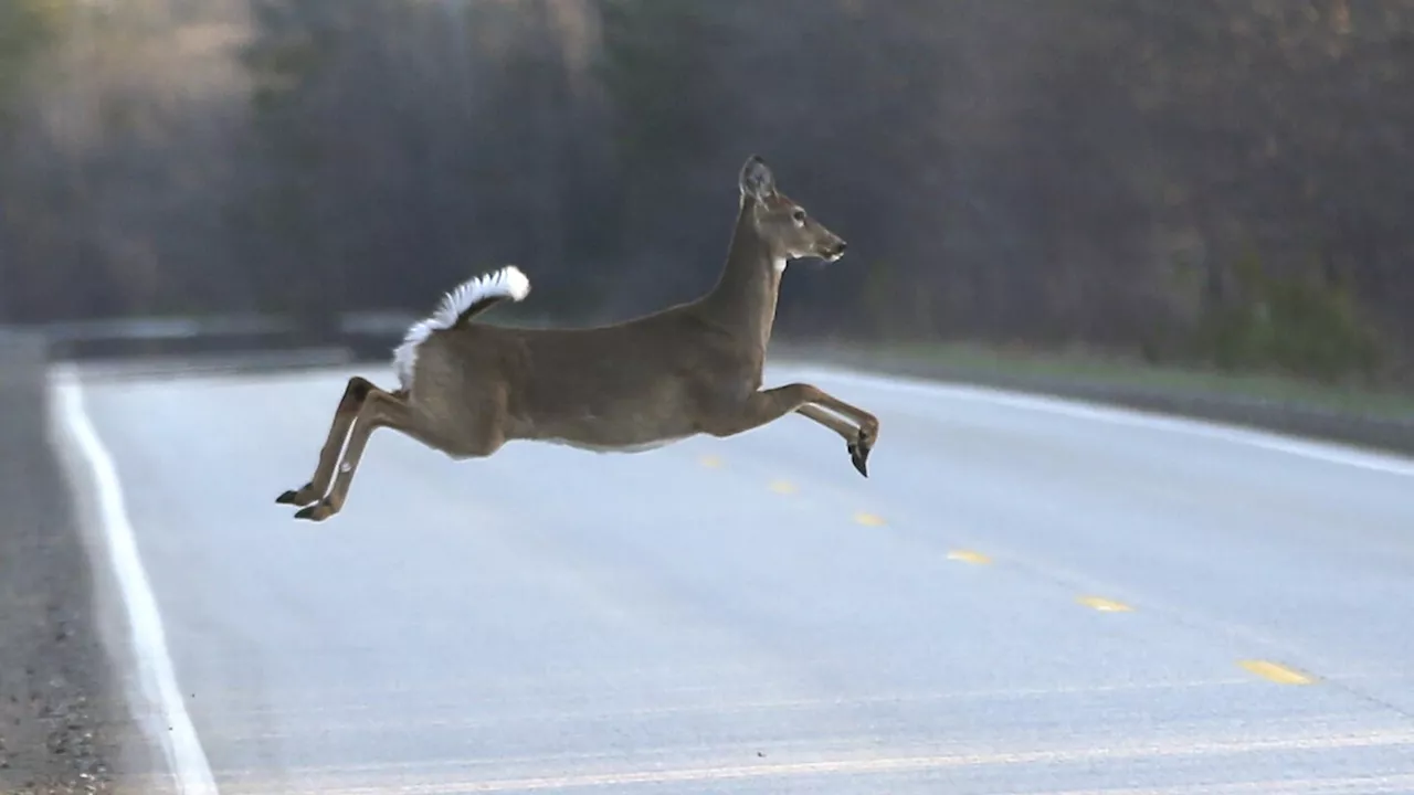 Michigan hunters die of heart attacks while hauling away heavy deer