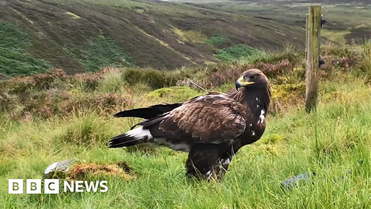 South of Scotland Golden eagle project plans England expansion