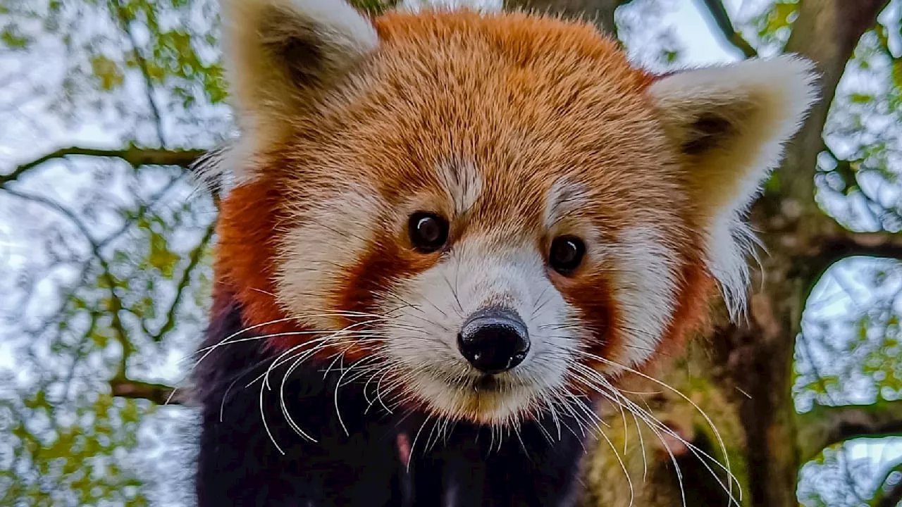 Dortmund: Roter Panda aus Zoo entwichen – große Suchaktion!