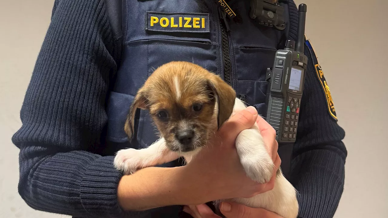 Ausgesetzte Hundewelpen in Würzburger Stadtpark gefunden